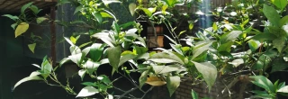 عطر بهار نارنج در گلخانه سلف